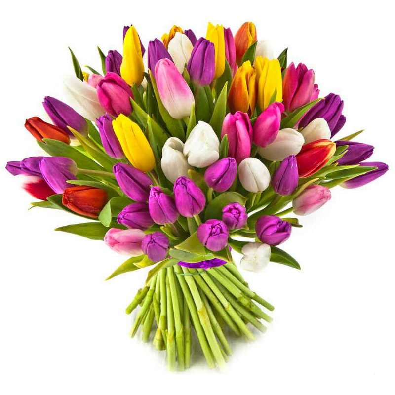 Mixed colour Tulips