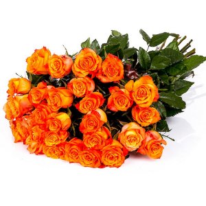 Oranžové růže vlastní počet