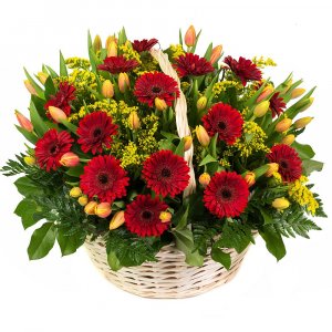 Tulips and mini Gerbera basket
